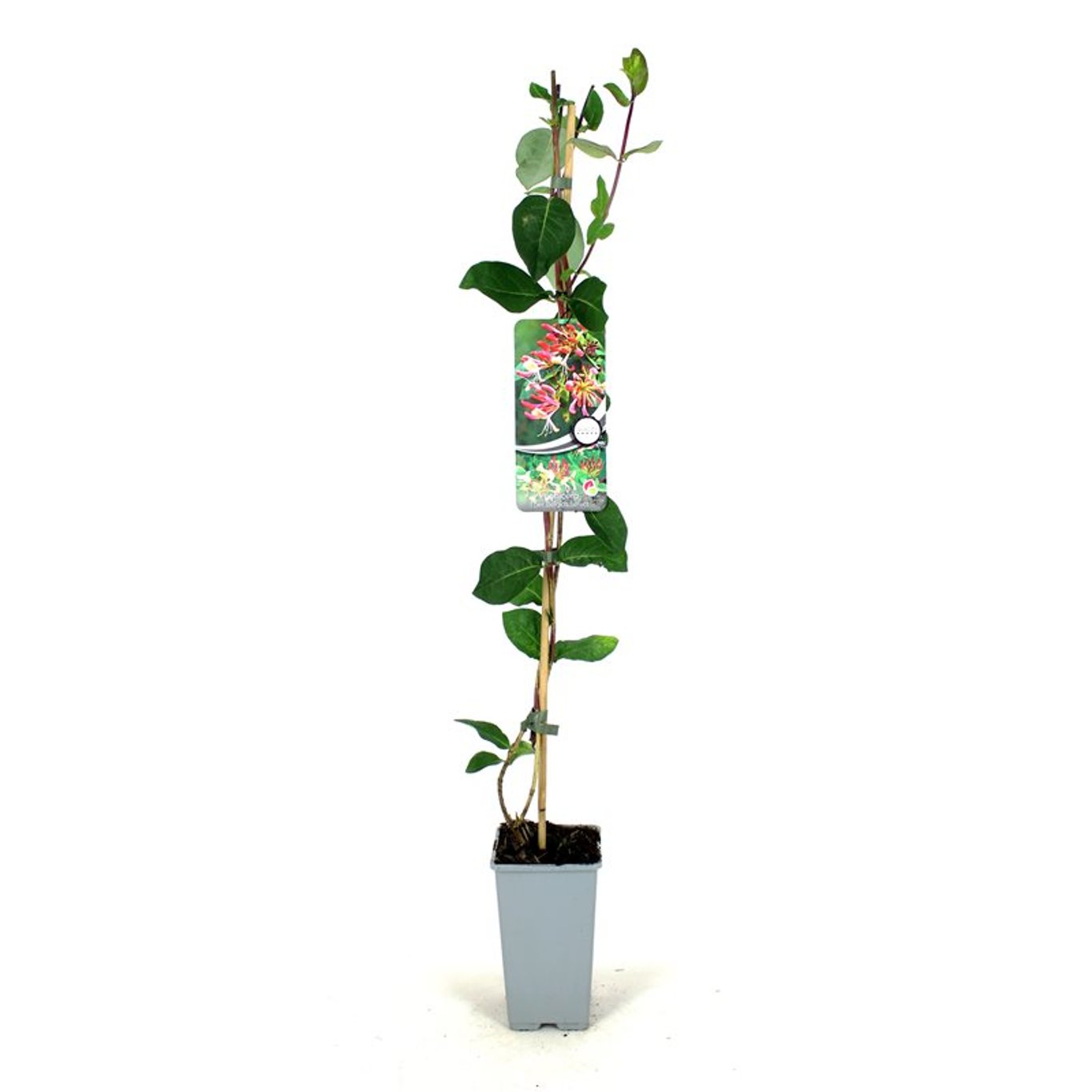 Lonicera per. 'Belgica Select' - C2 80-100 CM Stick